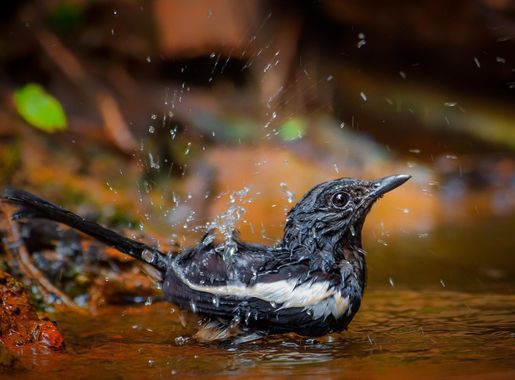 File:PHILIPPINE MAGPIE ROBIN.jpg - Wikimedia Commons
