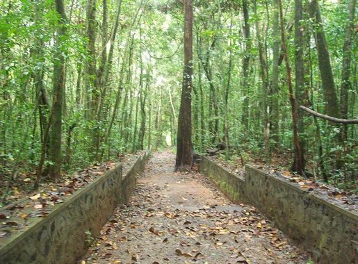File:ഇരിങ്ങോൾ കാവ്.JPG - Wikimedia Commons