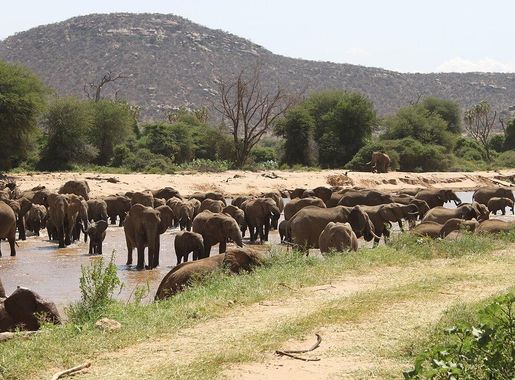 File:Elephants crossing Ewaso Ng'iro river in Samburu National Reserve.JPG  - Wikimedia Commons