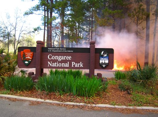 Congaree National Park Conducting Prescribed Burn November 2022 - Congaree  National Park (U.S. National Park Service)