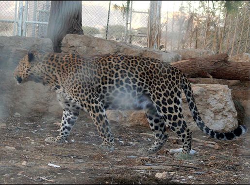 קובץ:Leopard - Hai-Bar Yotvata 2013.jpg – ויקיפדיה