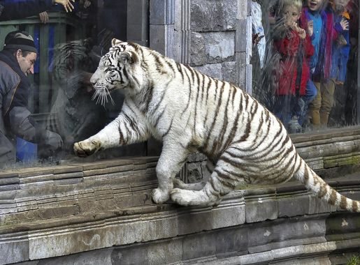 File:Pairi Daiza Bengaalse tijger met mutatie (witte vacht) 3-11-2015  13-57-52.JPG - Wikimedia Commons
