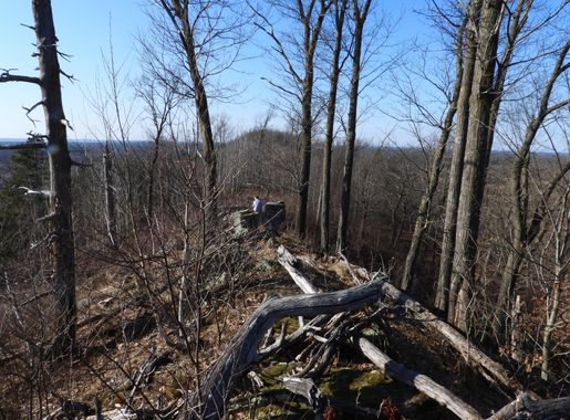 Twisted Fallen Trees on the Hiking Trail image - Free stock photo - Public  Domain photo - CC0 Images
