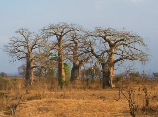 File:A group of baobab trees in the Mikumi National Park, Tanzania.jpg -  Wikimedia Commons