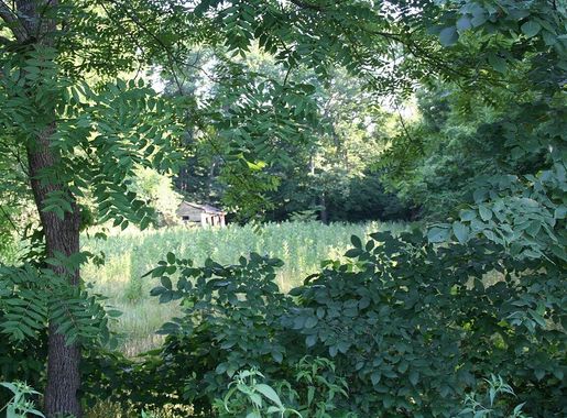 File:A view through the trees of a cabin structure in the Mark Twain  National Forest in Washington County, Missouri  (1f543830-f2f2-42b4-959a-7ba5cd956c68).JPG - Wikimedia Commons