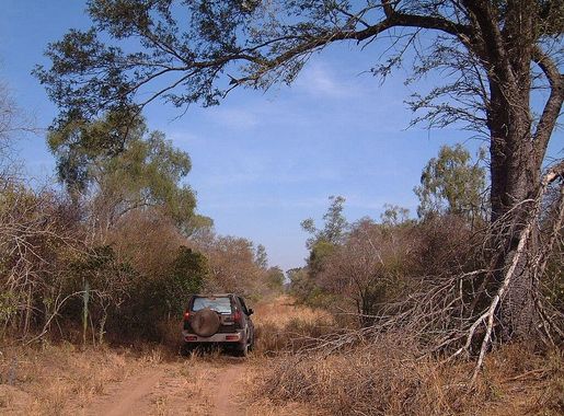 File:ParaguayChacoBorealdryseason.JPG - Wikimedia Commons