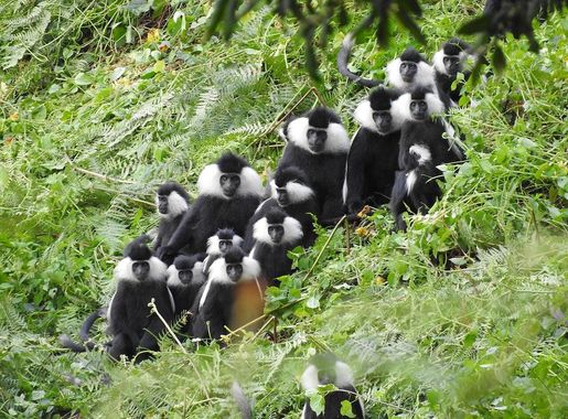 File:Multi-male unit of Rwenzori colobus in Nyungwe .jpg - Wikimedia Commons