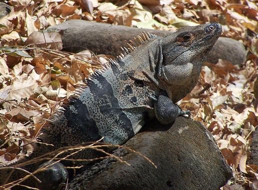 File:Blue Ctenosaur.jpg - Wikimedia Commons
