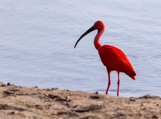 Guianan mangroves - Wikipedia