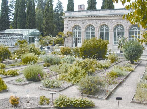 File:Montpellier jardin plantes3.jpg - Wikipedia