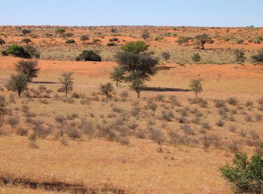 File:Kalahari C17.JPG - Wikipedia
