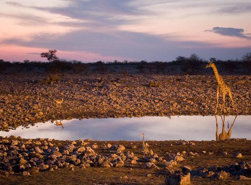 File:Giraffe at Okaukuejo waterhole (3687260279).jpg - Wikimedia Commons
