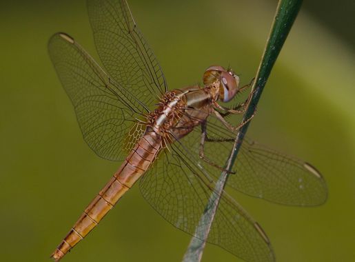 User:John Cummings/exhibition/natural - Wikimedia Commons