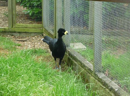 Датотека:Crax daubentoni -Hamerton Zoo, Cambridgeshire, England -male-8a  (1).jpg — Википедија