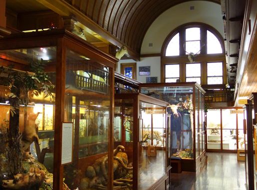 File:Interior - Fairbanks Museum and Planetarium - DSC04211.JPG - Wikimedia  Commons
