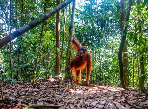 File:Indonesia - Bukit Lawang (25950056133).jpg - Wikimedia Commons