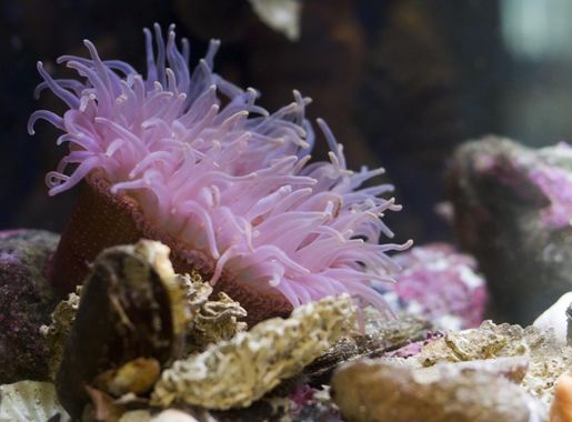 File:Růžová sasanka.jpg - Wikipedia