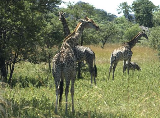 File:Giraffe in Matopos National Park.jpg - Wikimedia Commons