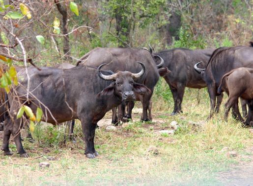 Free Images : adventure, wildlife, herd, pasture, grazing, fauna, bull,  vertebrate, tradition, safari, south africa, water buffalo, wildebeest,  cattle like mammal, working animal 2048x1360 - - 1109413 - Free stock  photos - PxHere