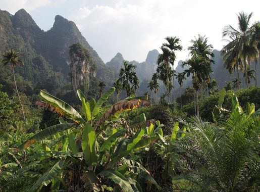 File:Lush green foliage over tropical forest and karst hills in Surat  Thani, Thailand.jpg - Wikimedia Commons