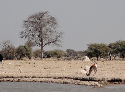 Bestand:Nxai Pan National Park (48593386857).jpg - Wikipedia