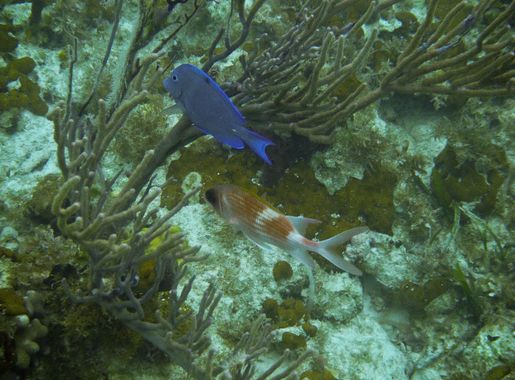 File:Blue Tang and Squirrelfish.jpg - Wikimedia Commons