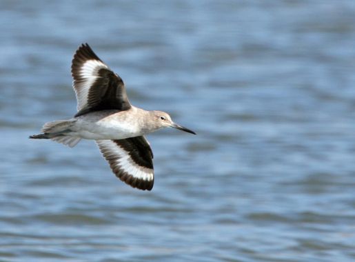 File:Mikebaird - willet-7958 (by).jpg - Wikimedia Commons