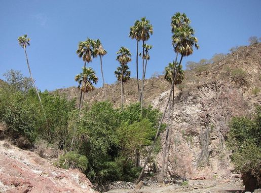 File:Livistona carinensis Djibouti.jpg - Wikimedia Commons