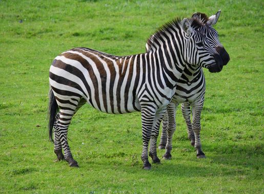 File:Equus quagga boehmi in Blair Drummond Safari Park.JPG - Wikimedia  Commons
