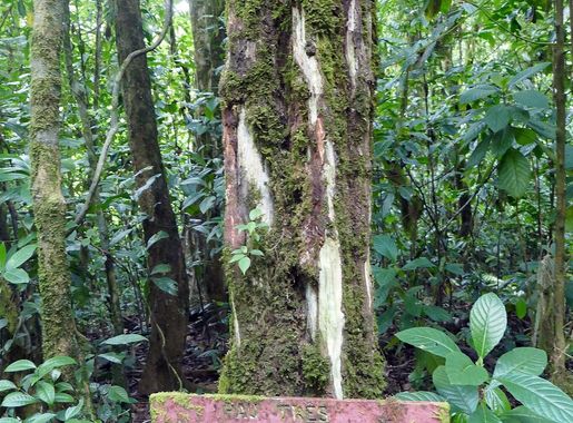 Fayil:Allophylus africanus à São Tomé (1).jpg - Wikipedia