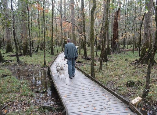 Park Seeking Public Comment on Proposed Change to Park Policy Permitting  Dogs on Boardwalk Trail - Congaree National Park (U.S. National Park  Service)