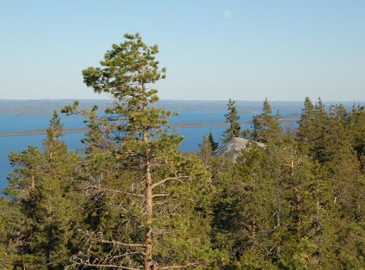 File:Koli 14052011 akka-koli 29.JPG - Wikimedia Commons