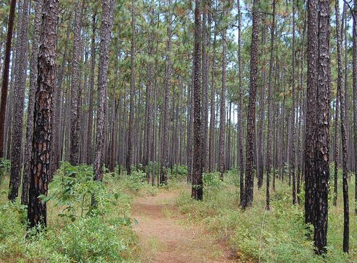 File:Francis Marion NF1.jpg - Wikipedia