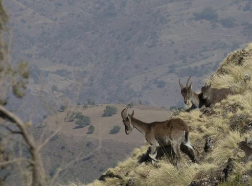 File:Walia ibex, Simien Mountains.jpg - Wikimedia Commons