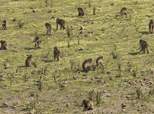 File:Gelada Baboons, Simien Mountains, Ethiopia (2457852901).jpg -  Wikimedia Commons