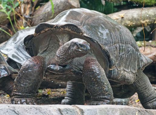Free picture: reptile, nature, big turtle, wildlife, animal, zoology,  ecology, forest