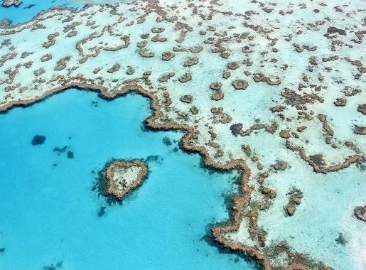 File:The heart reef, part of the Great Barrier Reef near Airlie Beach,  Whitsunday Islands, Queensland.jpg - Wikimedia Commons