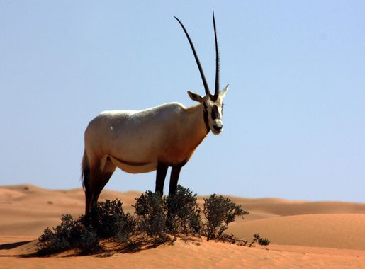File:Arabian oryx (oryx leucoryx) - Dubai Desert Conservation Reserve.jpg -  Wikimedia Commons