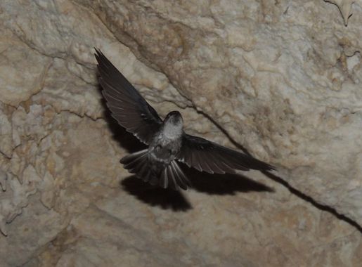 File:Kopeka bird.jpg - Wikipedia