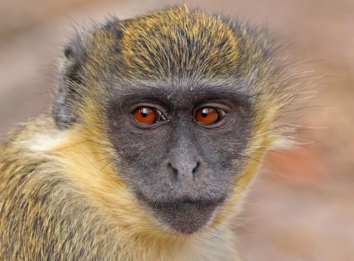 Gambia - Wikipedia bahasa Indonesia, ensiklopedia bebas