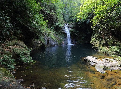 File:Cockscomb Basin Wildlife Sanctuary 18.JPG - Wikimedia Commons