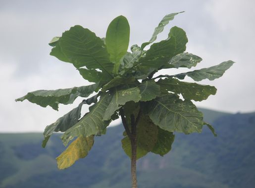 File:Monts Nimba 32.jpg - Wikimedia Commons