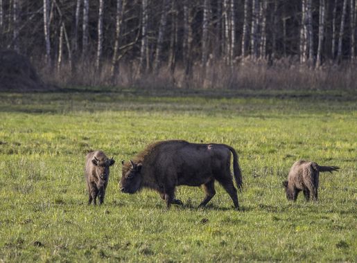 File:European bison (Bison bonasus) female and calves Białowieza.jpg -  Wikimedia Commons