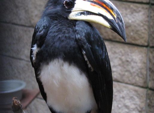 File:Tockus fasciatus -Potawatomi Zoo, South Bend, Indiana, USA-8a.jpg -  Wikimedia Commons