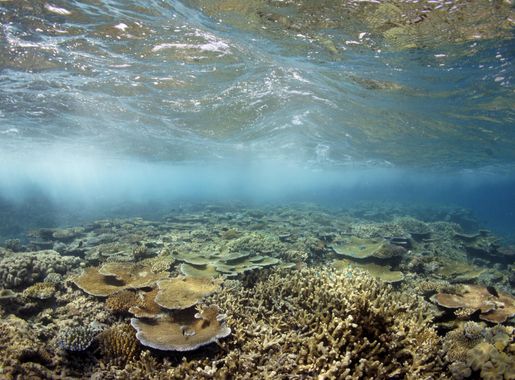 File:Moore Reef underwater ReefScape.jpg - Wikimedia Commons