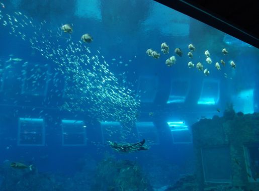 File:Open Ocean, S.E.A. Aquarium, Marine Life Park, Resorts World Sentosa,  Singapore - 20130105-03.JPG - Wikimedia Commons