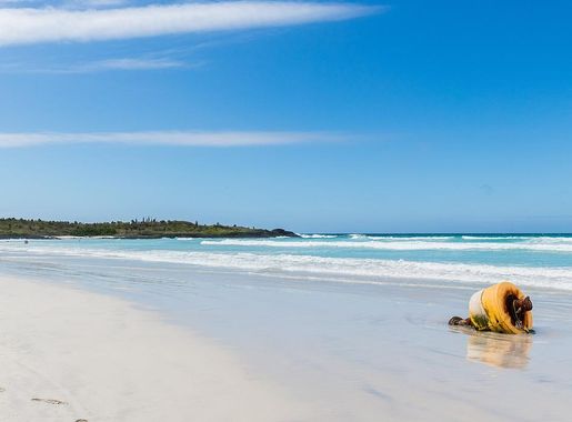 File:Bahía Tortuga, isla Santa Cruz, islas Galápagos, Ecuador, 2015-07-26,  DD 25.JPG - Wikimedia Commons