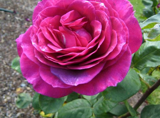 File:玫瑰 Rosa Big Purple -奧克蘭玫瑰園 Parnell Rose Garden, Auckland-  (39667100323).jpg - Wikimedia Commons