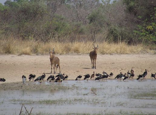 File:Pendjari kuhantilopen.JPG - Wikimedia Commons