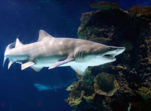 File:Carcharias taurus newport.jpg - Wikimedia Commons
